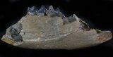 Fossil Rhino (Stephanorhinus) Lower Jaw Section - Germany #57818-1
